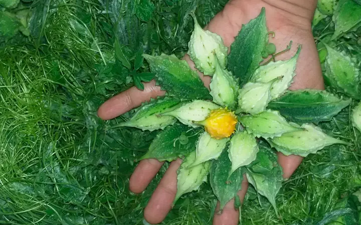 Dây Khổ Qua Rừng Nấu Món Gì Ngon? Hướng Dẫn Từ A-Z Dây Khổ Qua Rừng Nấu Món Gì Ngon? Hướng Dẫn Từ A-Z