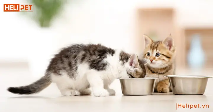 Cách Nấu Đồ Ăn Cho Mèo Tại Nhà: Công Thức & Lưu Ý Quan Trọng Cách Nấu Đồ Ăn Cho Mèo Tại Nhà: Công Thức & Lưu Ý Quan Trọng