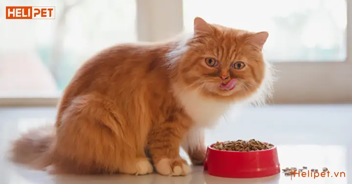 Cách Nấu Đồ Ăn Cho Mèo Tại Nhà: Công Thức & Lưu Ý Quan Trọng Cách Nấu Đồ Ăn Cho Mèo Tại Nhà: Công Thức & Lưu Ý Quan Trọng