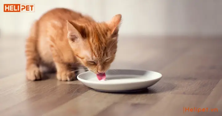 Cách Nấu Đồ Ăn Cho Mèo Tại Nhà: Công Thức & Lưu Ý Quan Trọng Cách Nấu Đồ Ăn Cho Mèo Tại Nhà: Công Thức & Lưu Ý Quan Trọng