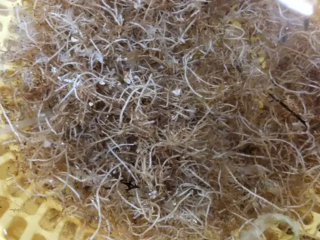 Cách Nấu Đông Sương Bằng Rong Biển Thanh Mát, Chuẩn Vị Tại Nhà