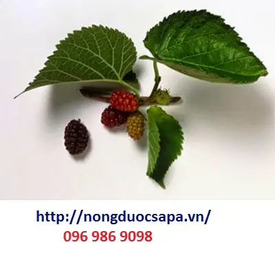 Cách Nấu Gà Ác Với Lá Dâu Tằm Bồi Bổ Sức Khỏe Tại Nhà