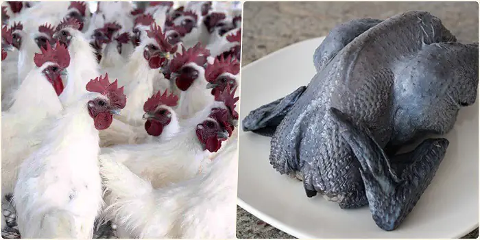 cách nấu gà tiềm thuốc bắc