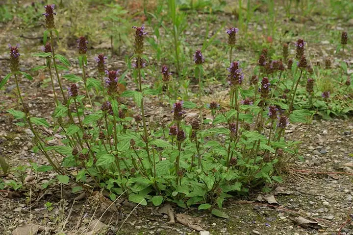 5 Cách Nấu Hạ Khô Thảo Bổ Dưỡng Thanh Nhiệt Đơn Giản Tại Nhà 5 Cách Nấu Hạ Khô Thảo Bổ Dưỡng Thanh Nhiệt Đơn Giản Tại Nhà