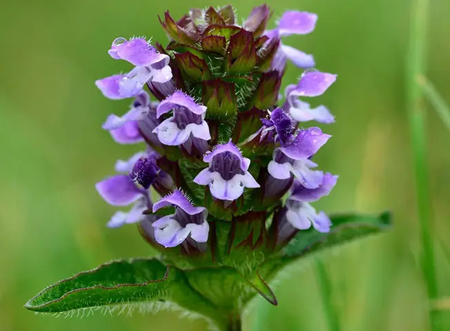 5 Cách Nấu Hạ Khô Thảo Bổ Dưỡng Thanh Nhiệt Đơn Giản Tại Nhà 5 Cách Nấu Hạ Khô Thảo Bổ Dưỡng Thanh Nhiệt Đơn Giản Tại Nhà