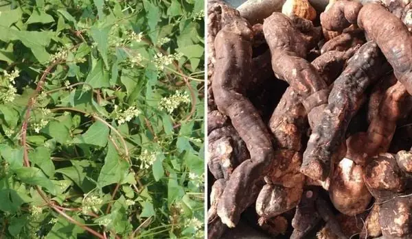 Hướng Dẫn Cách Nấu Hà Thủ Ô Gội Đầu Chăm Sóc Tóc Chắc Khỏe