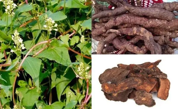 Hướng Dẫn Cách Nấu Hà Thủ Ô Gội Đầu Chăm Sóc Tóc Chắc Khỏe