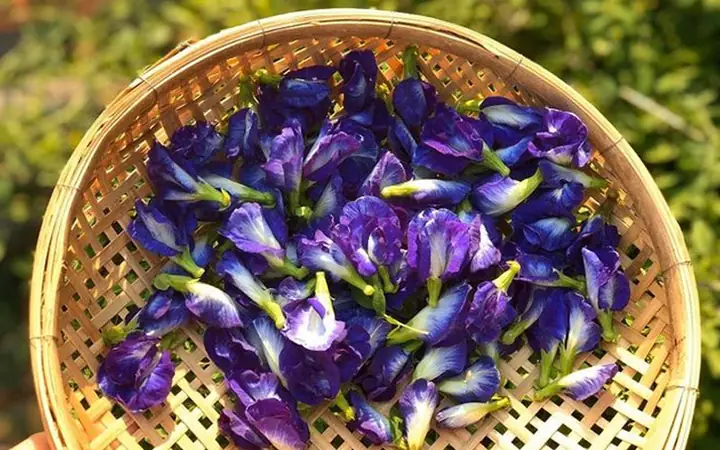 Hướng dẫn chi tiết cách nấu hoa đậu biếc tươi tại nhà