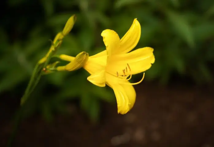 Cách Nấu Hoa Kim Châm: Công Thức Ngon & Độc Đáo Chuẩn Vị