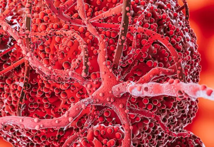 Cách Nấu Hoa Kim Châm: Công Thức Ngon & Độc Đáo Chuẩn Vị