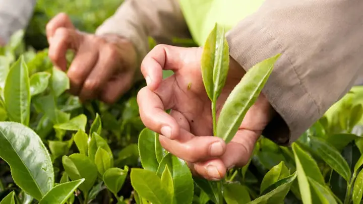 Cách Nấu Hồng Trà Để Bán Thơm Ngon, Đậm Vị Chuẩn Quán