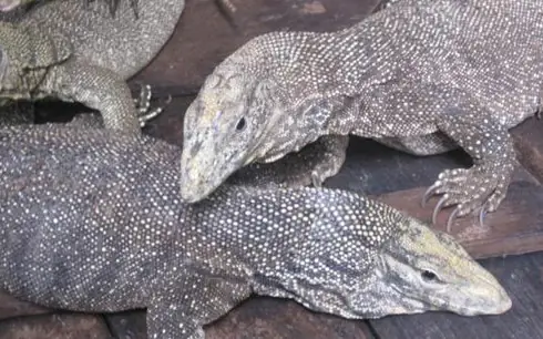 Cách Nấu Kỳ Đà Xào Lăn Thơm Ngon, Đậm Vị Tại Nhà