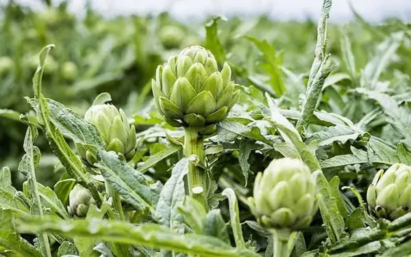 Cách Nấu Lá Atiso Khô: Hướng Dẫn Chi Tiết Từng Bước