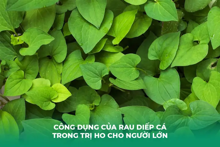 Cách Nấu Lá Diếp Cá Với Nước Vo Gạo Đơn Giản Tại Nhà