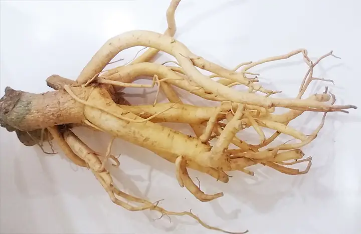 Cách nấu lá đinh lăng: Hướng dẫn chi tiết từ A đến Z