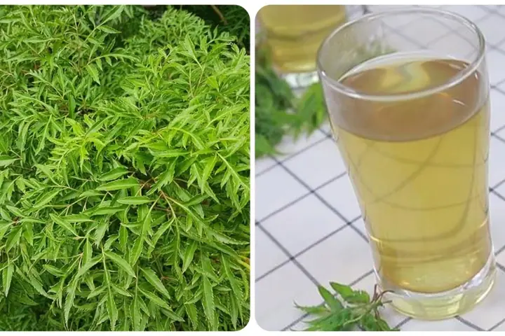 Cách Nấu Lá Đinh Lăng Cho Bà Đẻ Bổ Dưỡng, Lợi Sữa