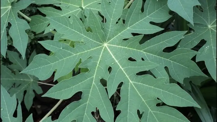 Cách Nấu Lá Đu Đủ Khô Chuẩn Vị, Tốt Cho Sức Khỏe