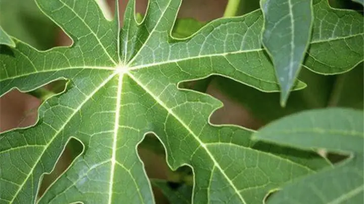 Cách Nấu Lá Đu Đủ Khô Chuẩn Vị, Tốt Cho Sức Khỏe