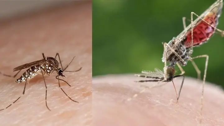 Cách Nấu Lá Đu Đủ Khô Chuẩn Vị, Tốt Cho Sức Khỏe