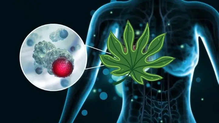 Cách Nấu Lá Đu Đủ và Sả Đơn Giản, Tốt Cho Sức Khỏe