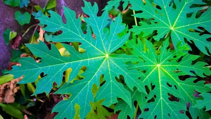 Cách Nấu Lá Đu Đủ và Sả Đơn Giản, Tốt Cho Sức Khỏe