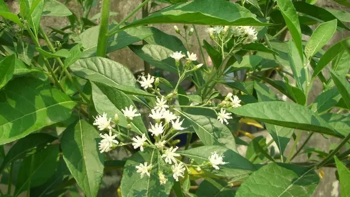 Bộ phận dùng làm thuốc