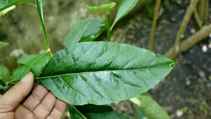 Cách nấu lá mật gấu tươi: Hướng dẫn chi tiết từ A đến Z