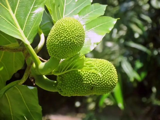 Cách Nấu Lá Mít Ngon Đơn Giản, Dinh Dưỡng Cho Người Uống Nhiều Sữa