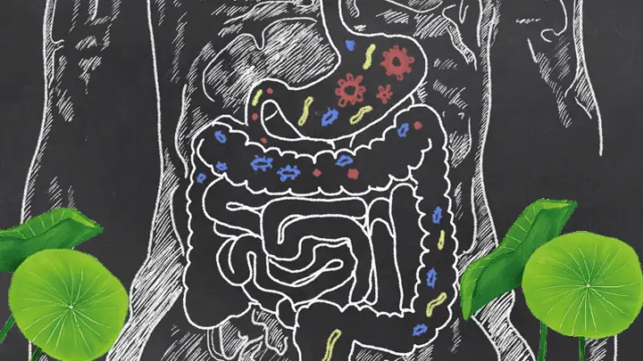 Hướng Dẫn Chi Tiết Cách Nấu Lá Sen Khô Giảm Cân Hiệu Quả