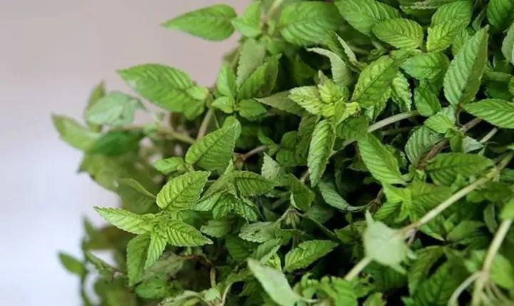 Hướng Dẫn Chi Tiết A-Z **Cách Nấu Lá Sương Sáo Tươi** Tại Nhà Giòn Dai, Thanh Mát