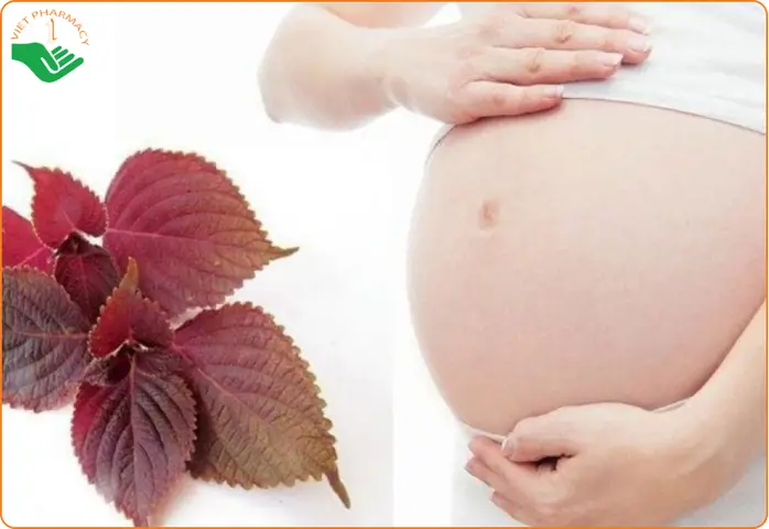 Cách Nấu Lá Tía Tô Cho Bà Bầu Sắp Sinh Đúng Chuẩn Và An Toàn