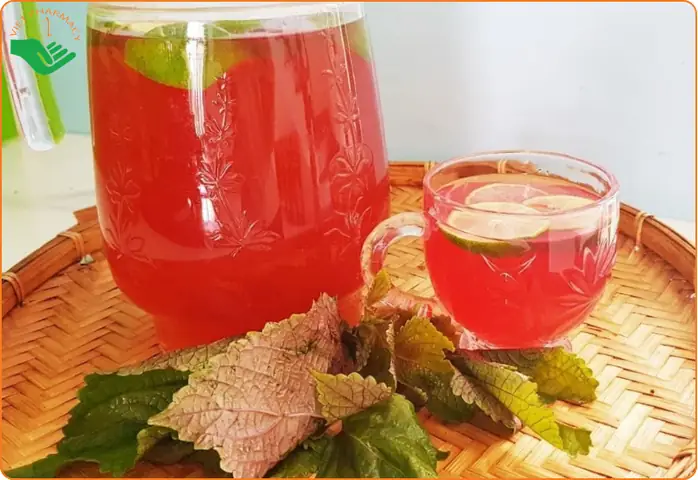 Cách Nấu Lá Tía Tô Cho Bà Bầu Sắp Sinh Đúng Chuẩn Và An Toàn