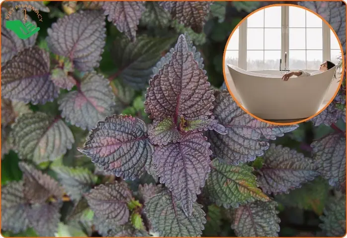 Hướng Dẫn Chi Tiết Cách Nấu Lá Tía Tô Để Tắm