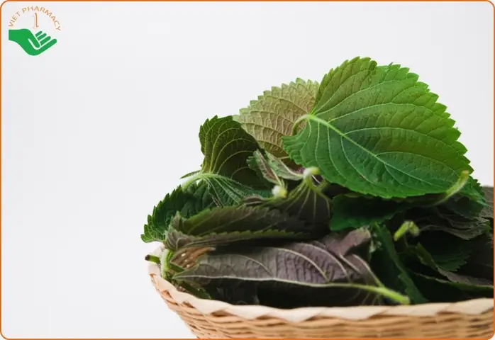 Hướng Dẫn Chi Tiết Cách Nấu Lá Tía Tô Để Tắm