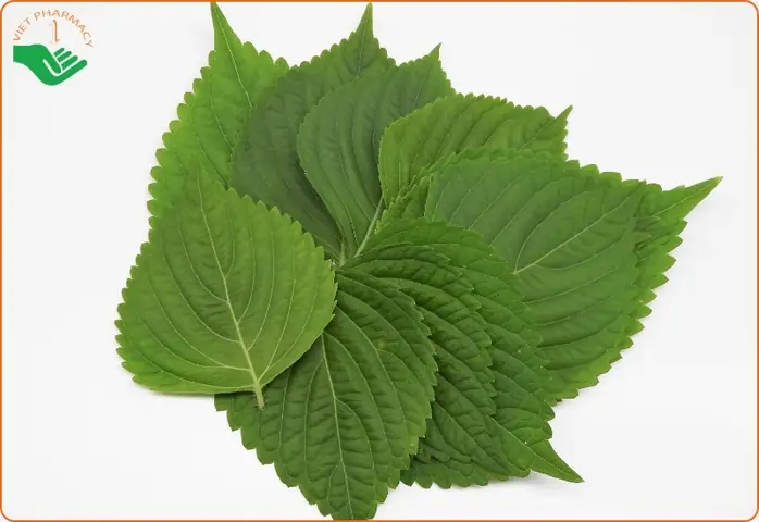 Hướng Dẫn Chi Tiết Cách Nấu Lá Tía Tô Để Tắm