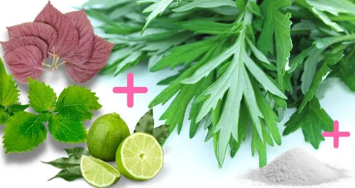 Cách Nấu Lá Tía Tô Xông Mặt Hiệu Quả Và An Toàn Tại Nhà Cách Nấu Lá Tía Tô Xông Mặt Hiệu Quả Và An Toàn Tại Nhà