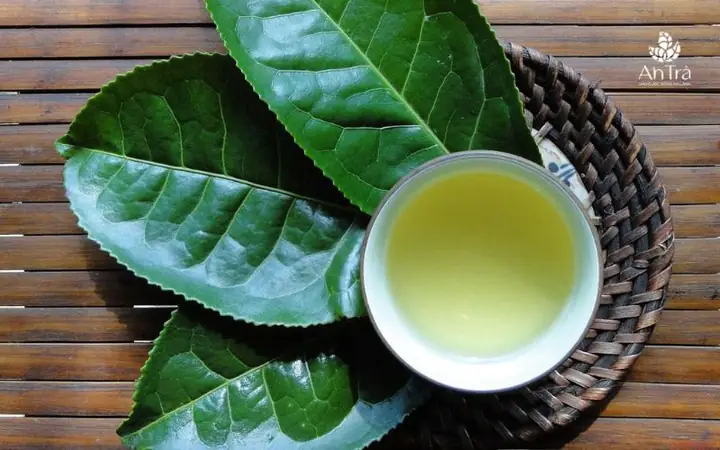 Cách Nấu Lá Trà Xanh Không Bị Đắng Hiệu Quả Nhất