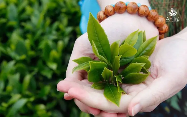 Cách Nấu Lá Trà Xanh Không Bị Đắng Hiệu Quả Nhất