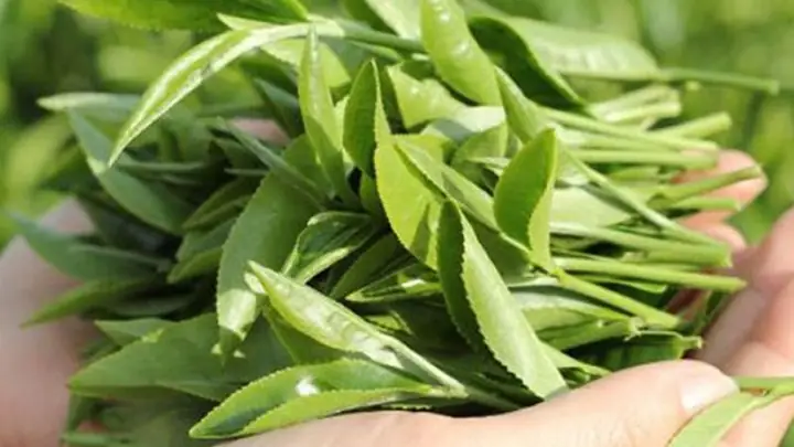 Hướng Dẫn Chi Tiết Cách Nấu Lá Trà Xanh Tươi Để Tắm Hướng Dẫn Chi Tiết Cách Nấu Lá Trà Xanh Tươi Để Tắm