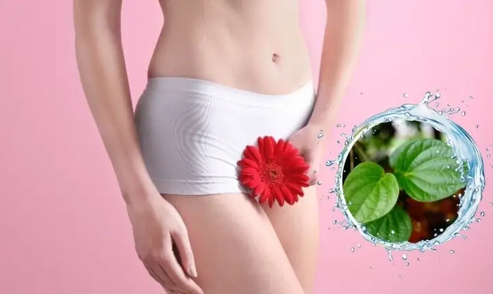 Cách Nấu Lá Trầu Không Súc Miệng Đơn Giản, Hiệu Quả