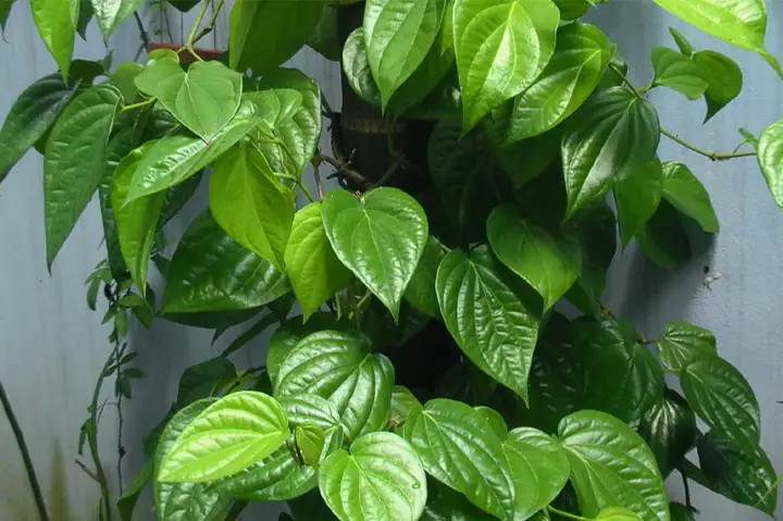 Cách Nấu Nước Lá Trầu Không Súc Miệng Chuẩn, Hiệu Quả Nhất