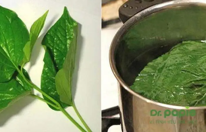 Cách Nấu Lá Trầu Không Tắm Cho Bé Đúng Chuẩn, An Toàn
