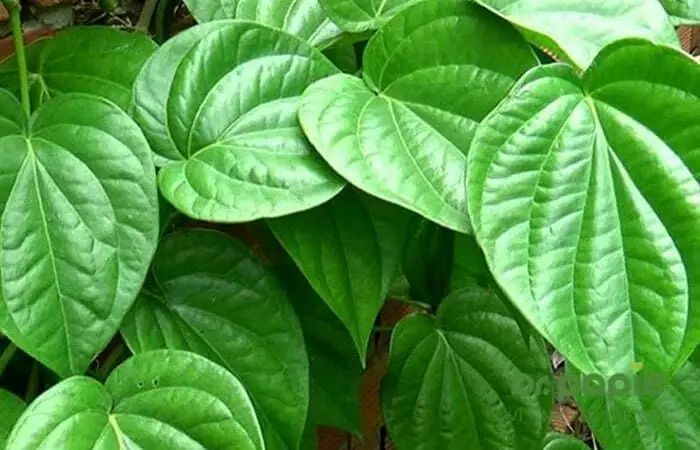 Cách Nấu Lá Trầu Không Tắm Cho Bé Đúng Chuẩn, An Toàn