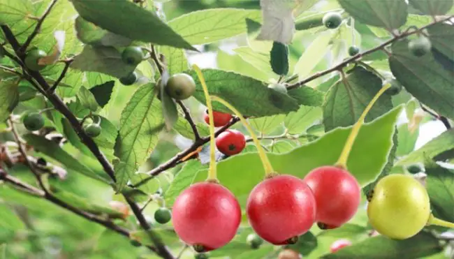 Công dụng của trà lá cây trứng cá