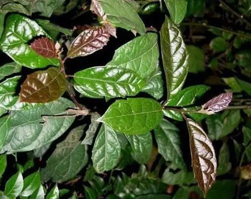 cách nấu la xạ đen khô