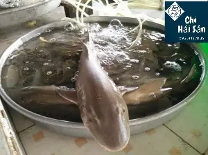 Cách Nấu Lẩu Cá Chèo Bẻo Thơm Ngon Chuẩn Vị Tại Nhà