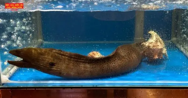 Hướng Dẫn Chi Tiết Cách Nấu Lẩu Cá Chình Măng Chua Ngon Đúng Điệu