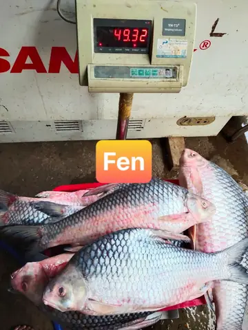 cách nấu lẩu cá cóc cách nấu lẩu cá cóc