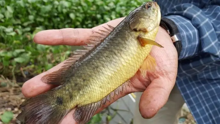 Cách Nấu Lẩu Cá Rô Đồng Chuẩn Vị Miền Tây Thơm Ngon Hấp Dẫn Cách Nấu Lẩu Cá Rô Đồng Chuẩn Vị Miền Tây Thơm Ngon Hấp Dẫn