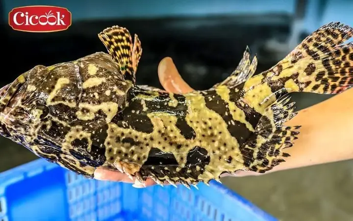 Hướng Dẫn Chi Tiết Cách Nấu Lẩu Cá Song Chua Cay Đậm Đà